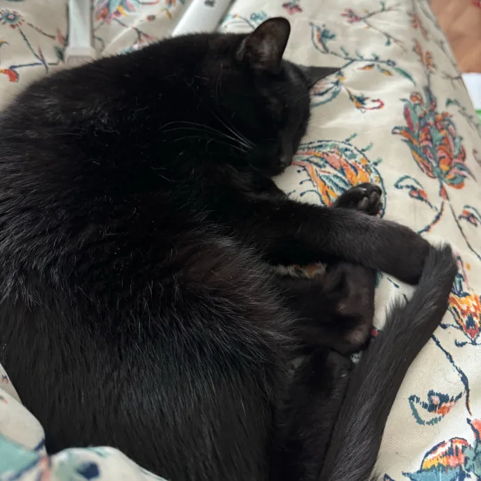 Marilyn Cat Sits In Madison