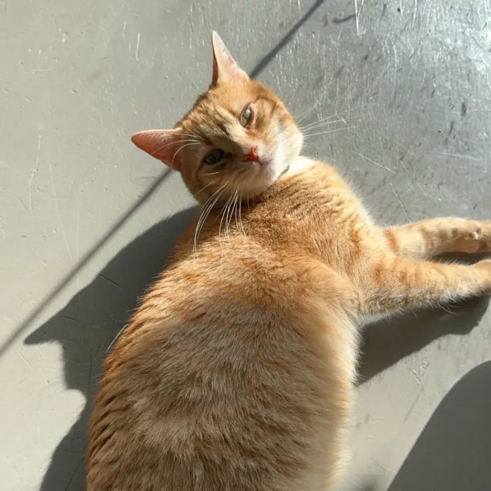 Anna's Purr Play Care