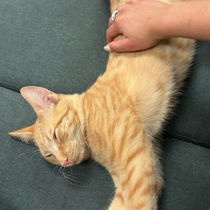 Anna's Purr Play Care