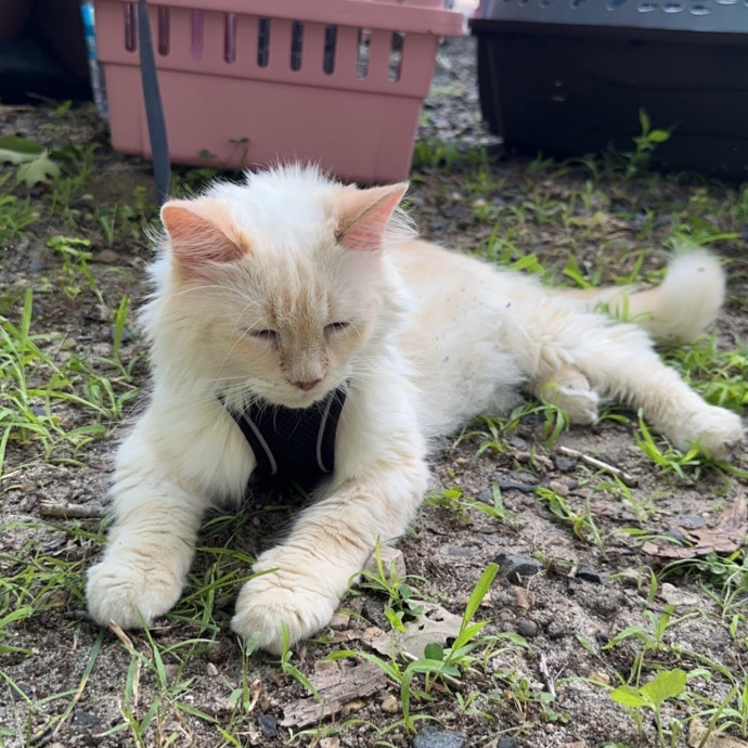 Anna's Purr Play Care