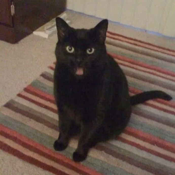 Experienced Cat Sitter For All Ages photo 4