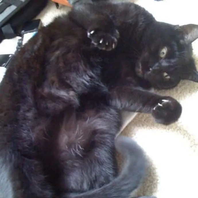 Experienced Cat Sitter For All Ages photo 3