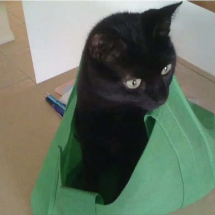 Experienced Cat Sitter For All Ages photo 2