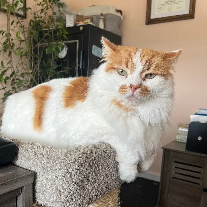 Emily's Purr-Ific Cat Care