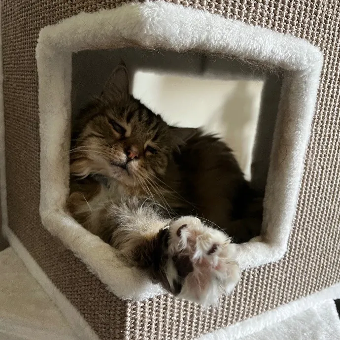 Emily's Purr-Ific Cat Care