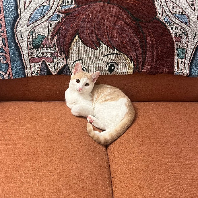 Emily's Purr-Ific Cat Care