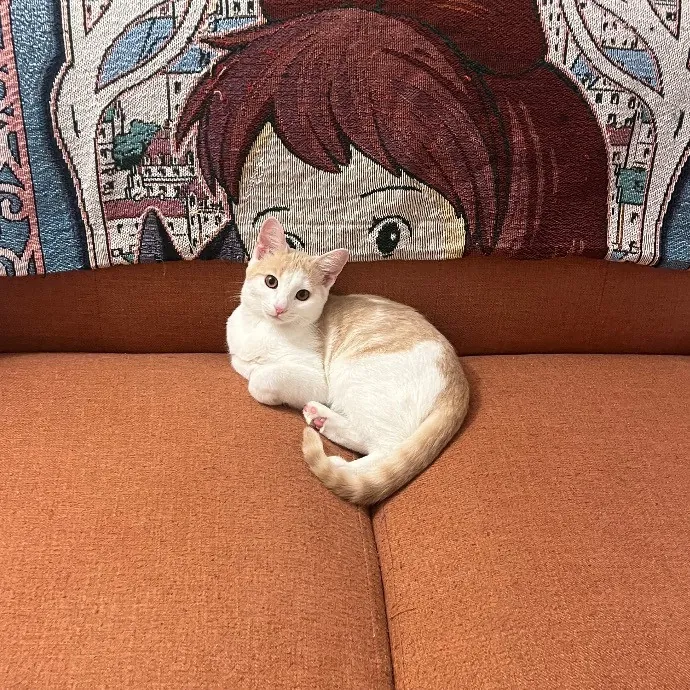 Emily's Purr-Ific Cat Care