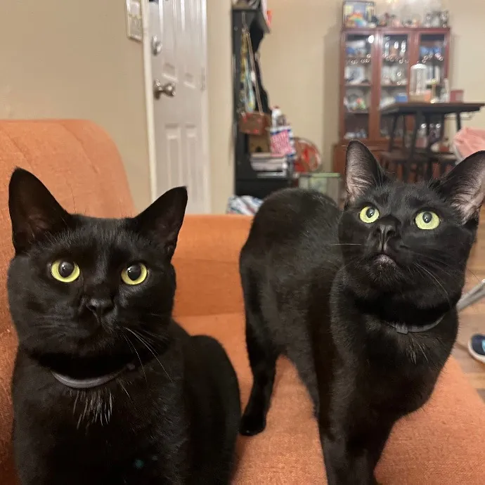 Emily's Purr-Ific Cat Care