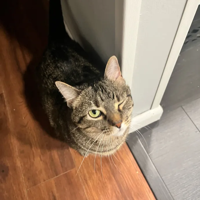 Emily's Purr-Ific Cat Care