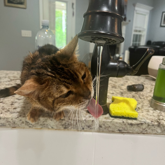 Emily's Purr-Ific Cat Care