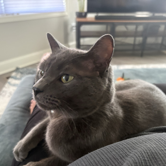 Emily's Purr-Ific Cat Care