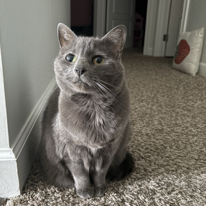 Emily's Purr-Ific Cat Care photo 3