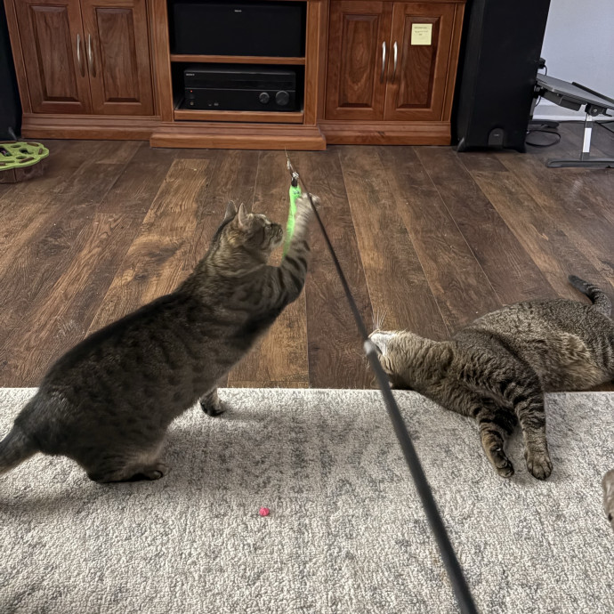 Emily's Purr-Ific Cat Care photo 2