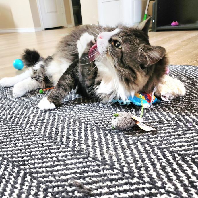 Caring Kind And Confident Sitter