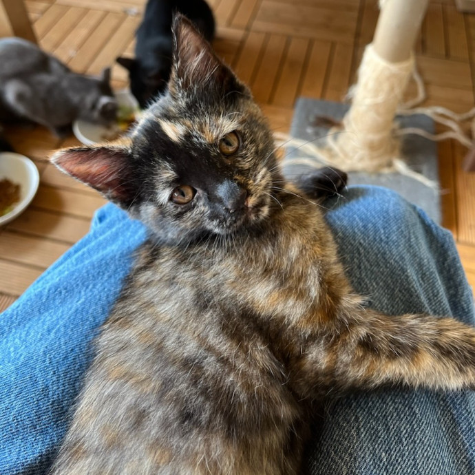 Caring Kind And Confident Sitter
