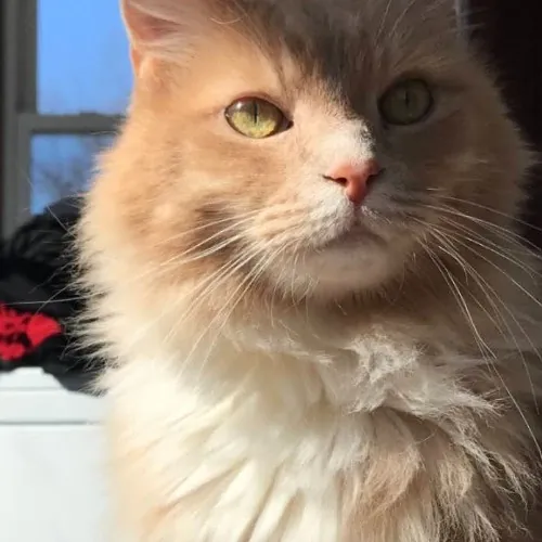 Victoria The Cat Whisperer Of Boston - Kitty Care Professional