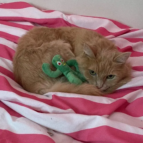 Victoria The Cat Whisperer Of Boston - Kitty Care Professional