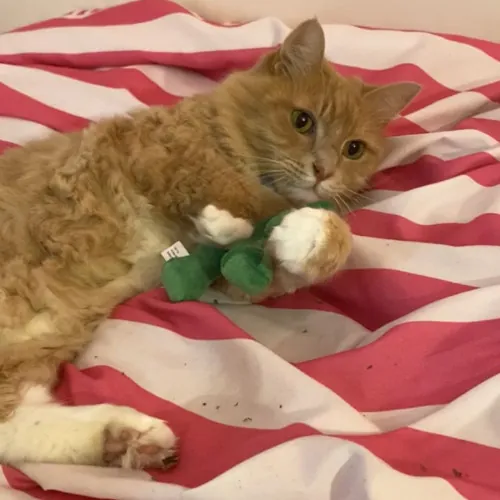 Victoria The Cat Whisperer Of Boston - Kitty Care Professional