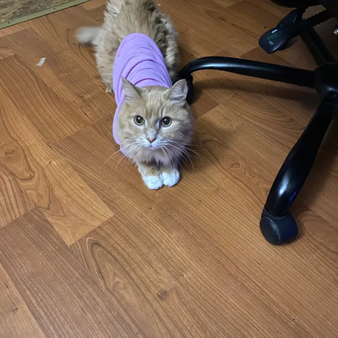 Victoria The Cat Whisperer Of Boston - Kitty Care Professional