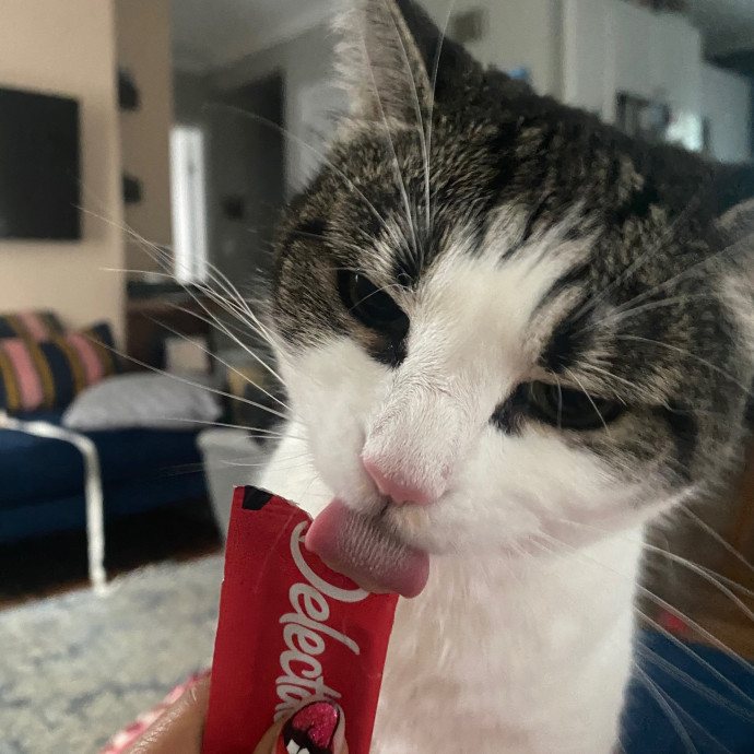 Victoria The Cat Whisperer Of Boston - Kitty Care Professional