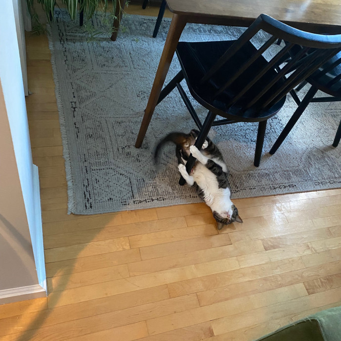 Victoria The Cat Whisperer Of Boston - Kitty Care Professional