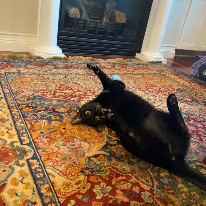 Victoria The Cat Whisperer Of Boston - Kitty Care Professional photo 3