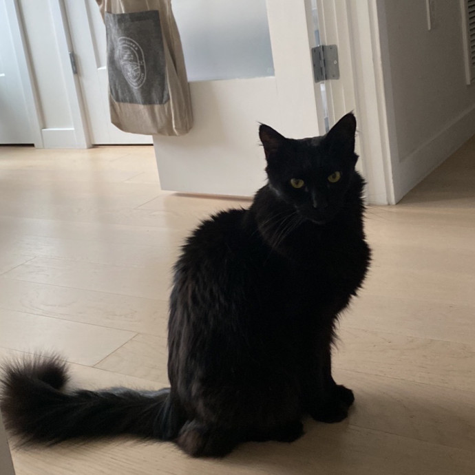 Victoria The Cat Whisperer Of Boston - Kitty Care Professional photo 2