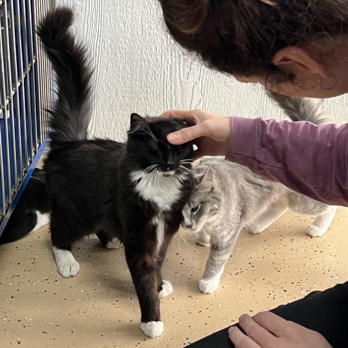 Calm Caring Detail-Oriented Cat Care