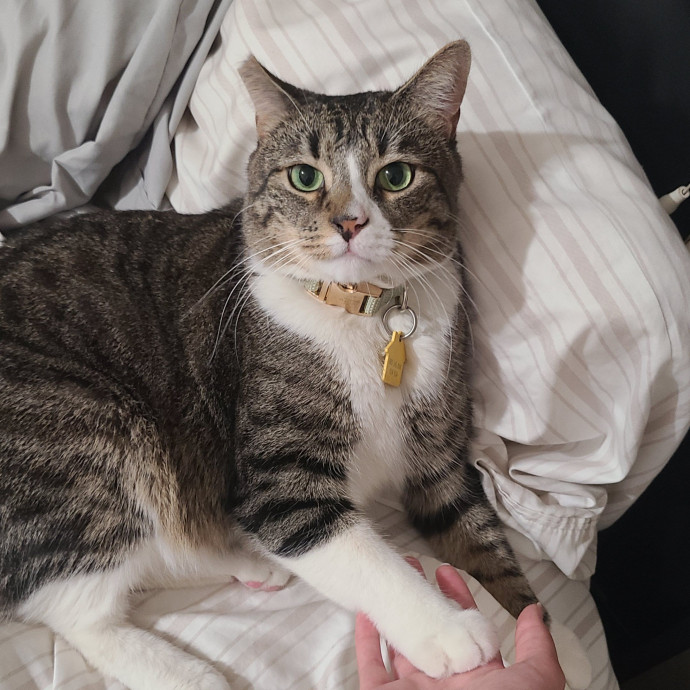 Cat Owner Lover And Rescuer