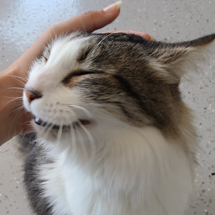 Cat Owner Lover And Rescuer