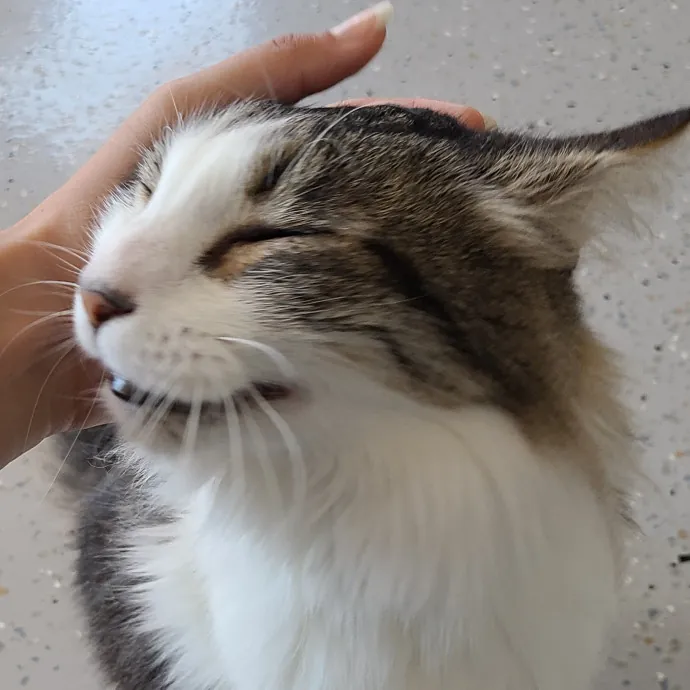 Cat Owner Lover And Rescuer