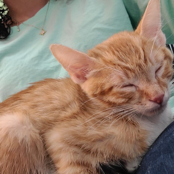Cat Owner Lover And Rescuer