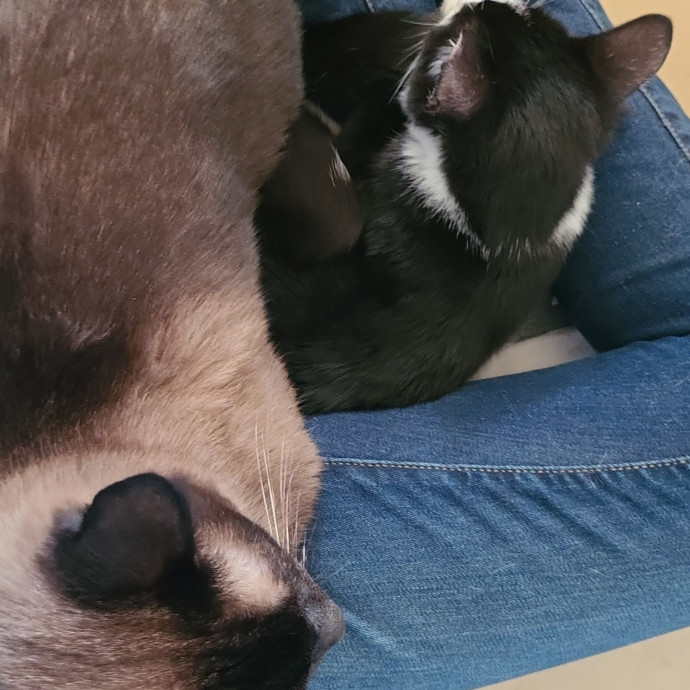 Cat Owner Lover And Rescuer