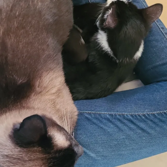 Cat Owner Lover And Rescuer