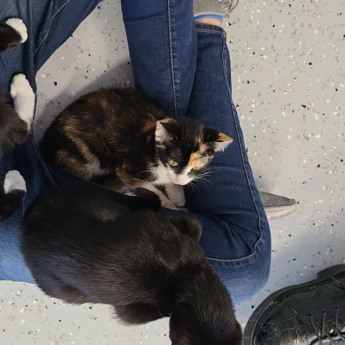 Cat Owner Lover And Rescuer photo 3