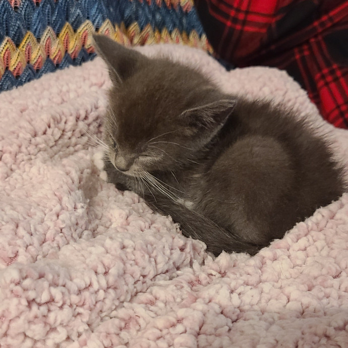 Cat Owner Lover And Rescuer photo 2