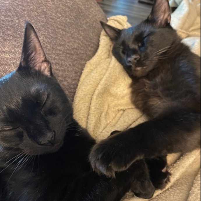 Cat Mom Extraordinaire