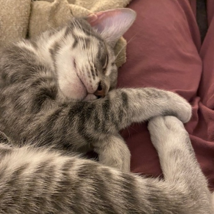 Cat Mom Extraordinaire