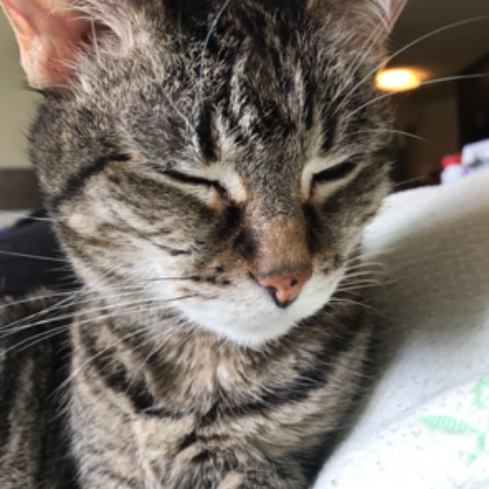 Cat Mom Extraordinaire