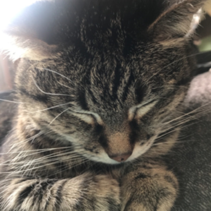 Cat Mom Extraordinaire