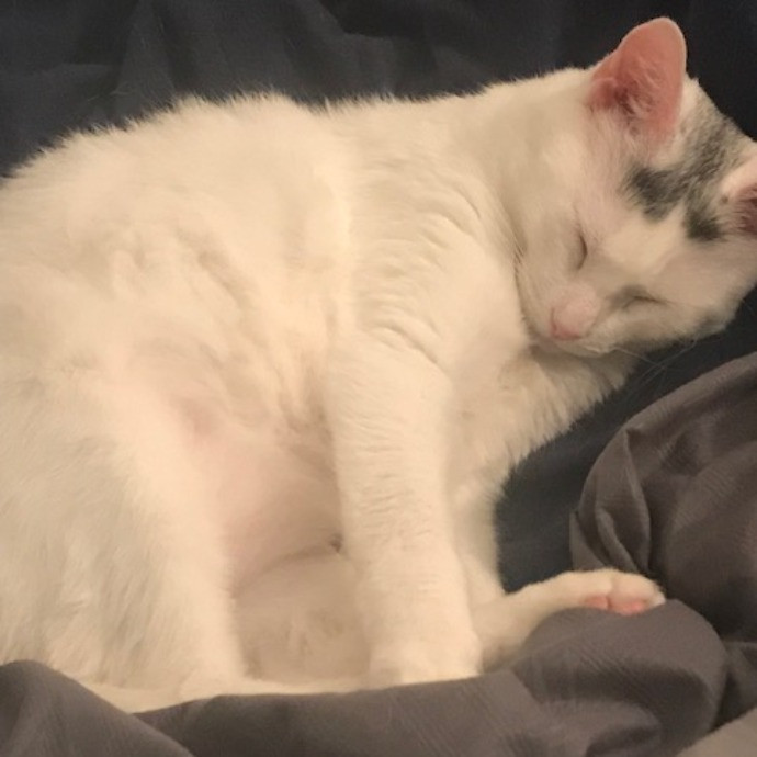 Cat Mom Extraordinaire