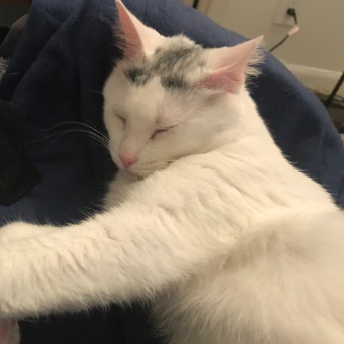 Cat Mom Extraordinaire photo 3