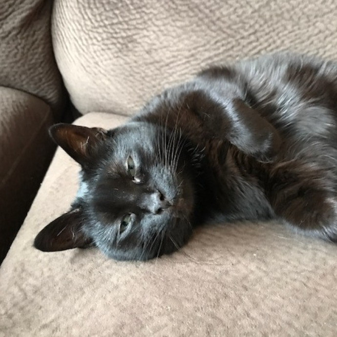 Cat Mom Extraordinaire photo 2