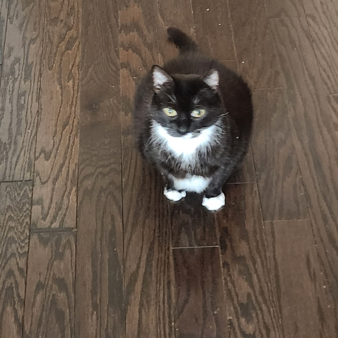 Grams Cat Sitting Of Charlotte