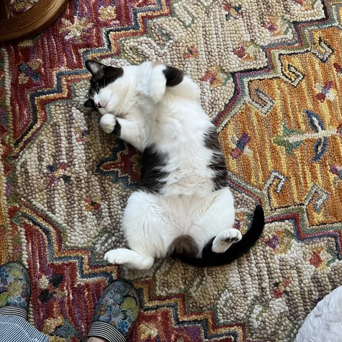 Lifelong Cat Friend Volunteer Cat Mom