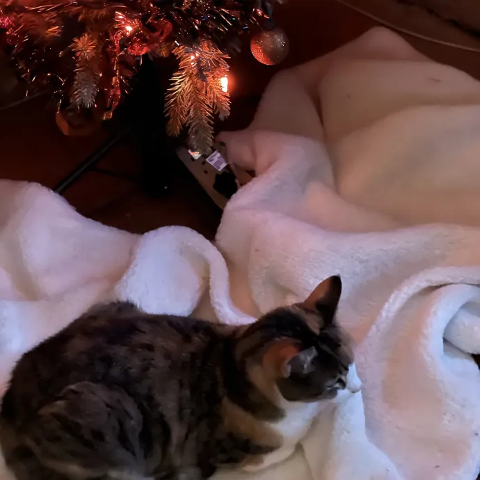 Lifelong Cat Friend Volunteer Cat Mom photo 4
