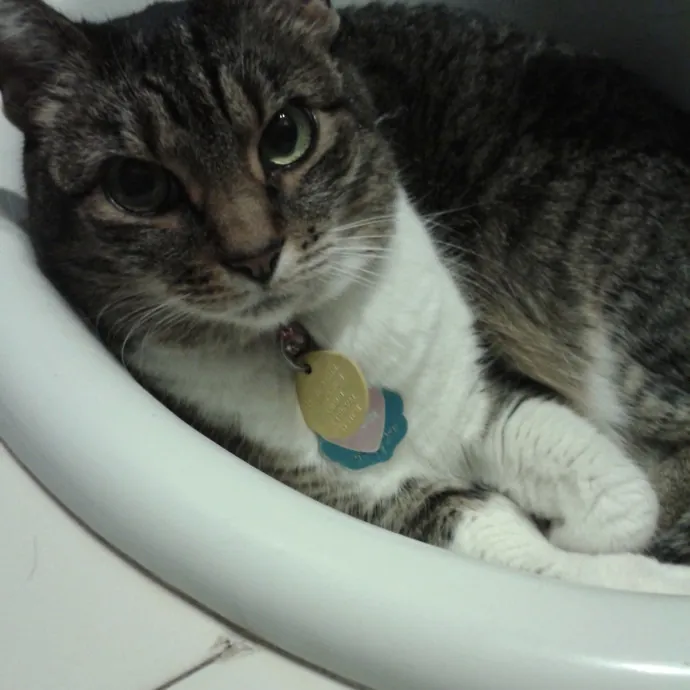 Lifelong Cat Friend Volunteer Cat Mom photo 2