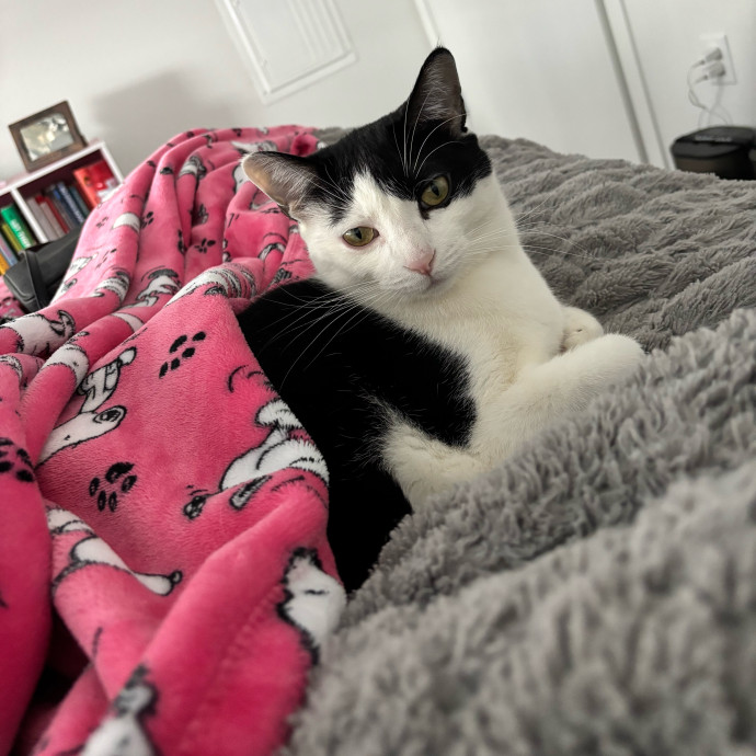 Your Cat's New Best Friend