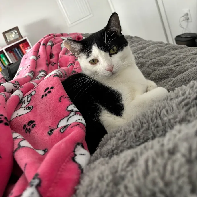 Your Cat's New Best Friend