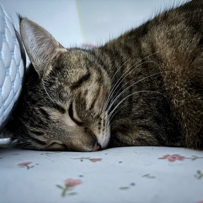 Your Cat's New Best Friend